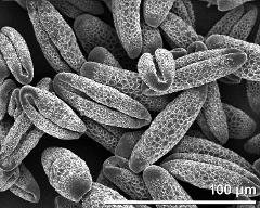 dry pollen grains