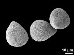 hydrated pseudomonads