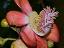 flower(s)