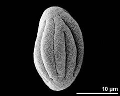 dry pollen grain in equatorial view