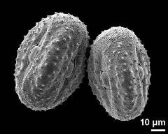 hydrated pollen grains