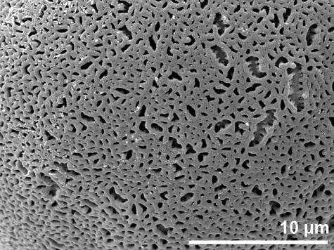 exine surface