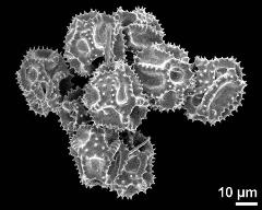 dry pollen grains