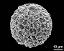 hydrated pollen grain