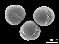 hydrated pollen grains