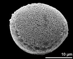 hydrated pollen grain