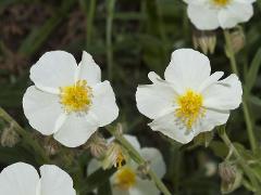 flowers of Helianthemum apenninum