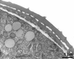 pollen wall, interapertural area