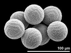 dry pollen grains