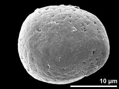 hydrated pollen grain