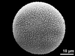 hydrated pollen grain