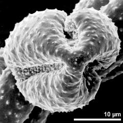 polar view of dry pollen grain