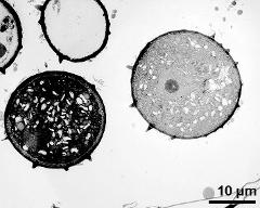 pollen grains in cross section