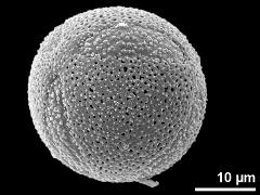 hydrated pollen,hexacolpate