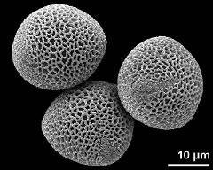 pollen grains in overview