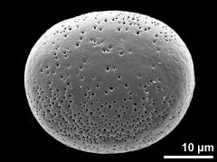 polar proximal view