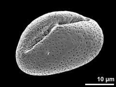 dry pollen grain