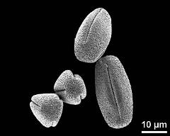 dry pollen grains