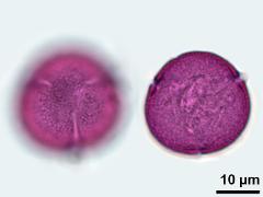 hydrated pollen,polar view