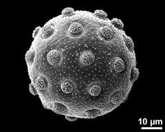 hydrated pollen grain