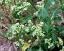 flowers of Chenopodium glaucum