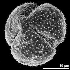 polar view of dry pollen grain