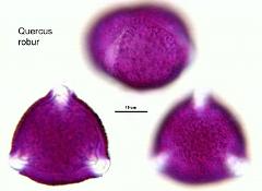 hydrated Pollen