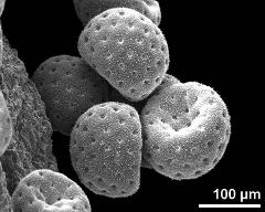 dry pollen grains