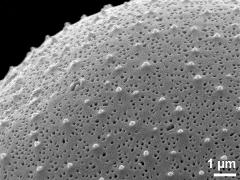 exine surface