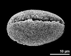 dry pollen grain