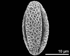 dry pollen grain in equatorial view