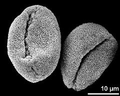 dry pollen grains