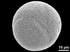 hydrated pollen grain