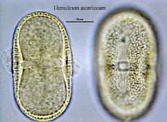 hydrated pollen