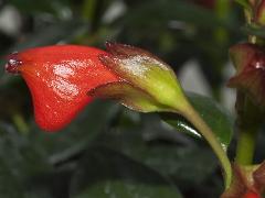 flower of Nematanthus strigillosus