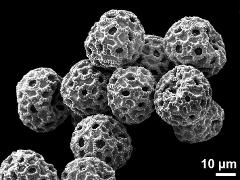 dry pollen grains