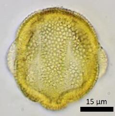 acetolyzed pollen,oblique view