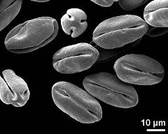 dry pollen grains