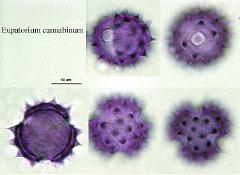 hydrated pollen