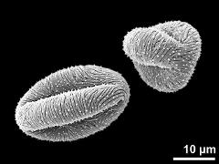 dry pollen grains