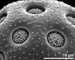 apertures and exine surface of dry pollen grain
