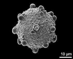 dry pollen grain