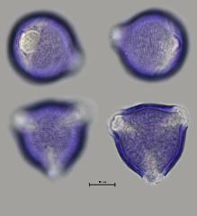 hydrated pollen