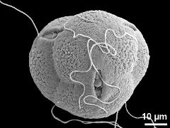 tetrad,apical view