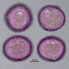 hydrated pollen