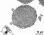 cross section of pollen grain