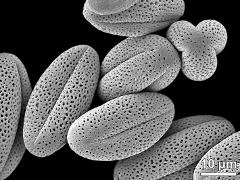 dry pollen grains