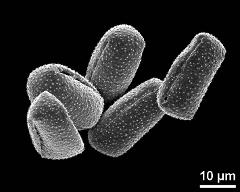 dry pollen grains