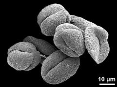 dry pollen grains