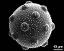 hydrated pollen grain